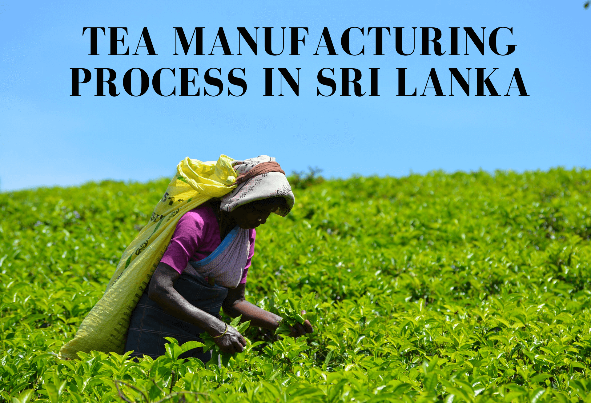 TEA MANUFACTURING PROCESS IN SRI LANKA